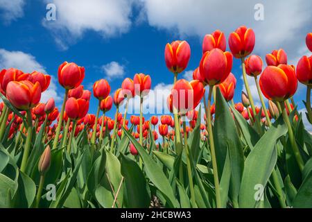 Oberflächenansicht des Bettes aus rot blühenden Tulpen Stockfoto