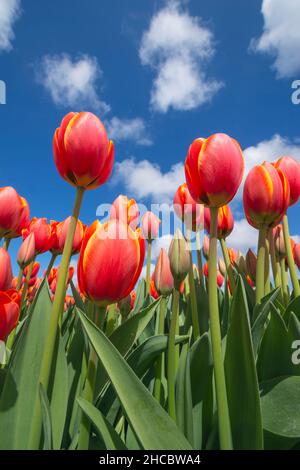 Oberflächenansicht des Bettes aus rot blühenden Tulpen Stockfoto