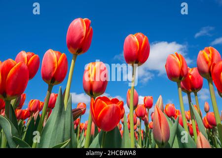 Oberflächenansicht des Bettes aus rot blühenden Tulpen Stockfoto