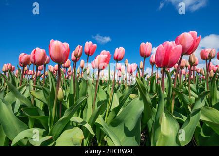 Oberflächenansicht des Bettes aus rosa blühenden Tulpen Stockfoto