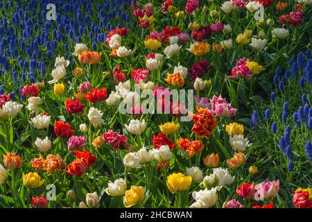 Bett aus bunten Tulpen und Traubenhyazinthen Stockfoto