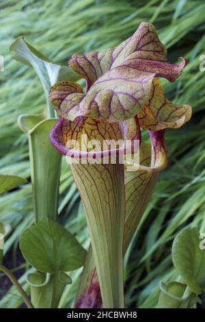 Hydrid-Trompetenkrug (Sarracenia). Stockfoto