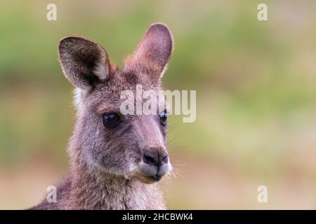 Östliches graues Känguru (Macropus giganteus), das auf Gras ruht Stockfoto