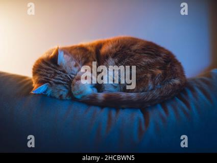 Ingwer Katze schläft auf dem Sofa im Wohnzimmer zu Hause Stockfoto