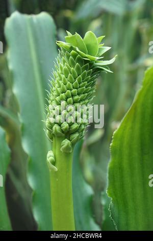 Mast Evansii Ananas-Lilie (Eucomis pallidiflora ssp Pole-evansii). Stockfoto