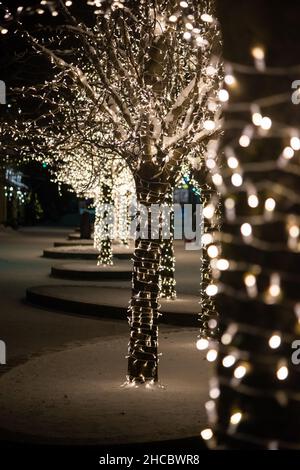 Beleuchteter Baumbestand im Freien. Golden beleuchteter Baum im Freien. Bilder von Baumleuchten im Freien. Glänzender Baum auf schwarzem Hintergrund. Wunderschönes Ch Stockfoto