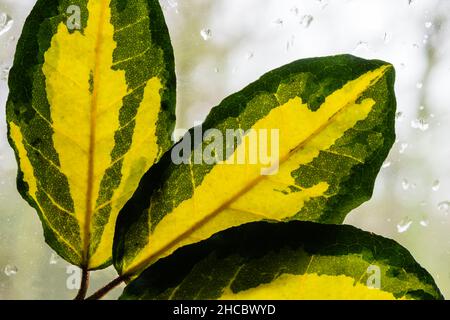 Elaeagnus pungens 'maculata' Hintergrundbeleuchtung durch ein regnerisches Fenster. Stockfoto