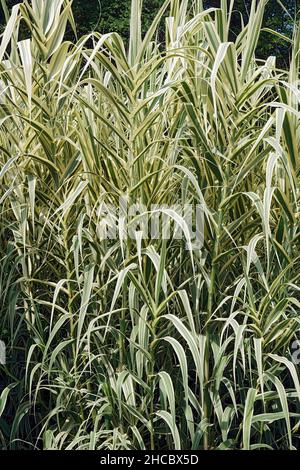 Gestreiftes, riesiges Schilf (Arundo donax 'Variegata'). Auch als buntes Riesenreed bezeichnet. Synonym: Arundo donax var. versicolor Stockfoto