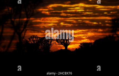 Silhouette von Köcherbäumen vor einem faszinierenden goldenen Sonnenuntergangshimmel in der namibischen Wüste Stockfoto