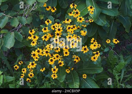 Browneyed susan (Rudbeckia triloba). Auch Dünne Blätter-Koneflower und dreiblättrige Koneflower genannt. Stockfoto