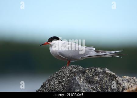 Seeschwalbe (sterna hirundo) auf einem Felsen sitzend Stockfoto