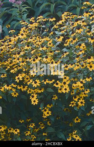 Browneyed susan (Rudbeckia triloba). Auch Dünne Blätter-Koneflower und dreiblättrige Koneflower genannt. Stockfoto