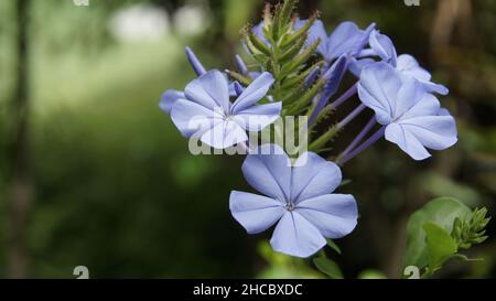 Nahaufnahmen von hellblauer Jasminblüte, grünem und natürlichem Hintergrund Stockfoto