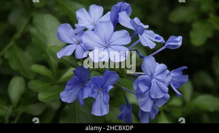 Nahaufnahmen von hellblauer Jasminblüte, grünem und natürlichem Hintergrund Stockfoto