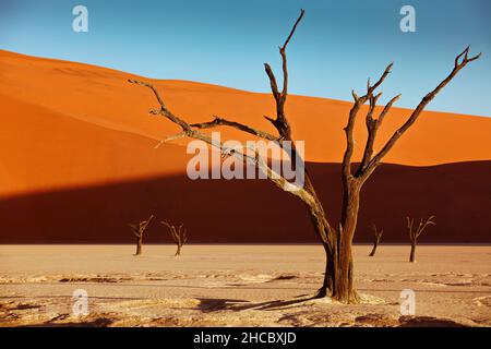 Tote Kameldornbäume vor roten Dünen und blauem Himmel in Deadvlei, Sossusvlei, Namibia Stockfoto