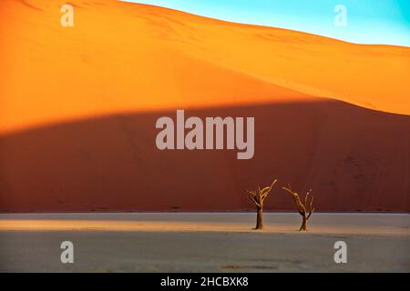 Tote Kameldornbäume vor roten Dünen und blauem Himmel in Deadvlei, Sossusvlei, Namibia Stockfoto