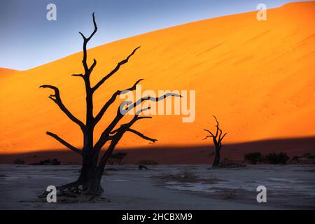 Tote Kameldornbäume vor roten Dünen und blauem Himmel in Deadvlei, Sossusvlei, Namibia Stockfoto