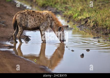 Gesichtet Hyäne Trinkwasser aus einem Teich in Masai Mara, Kenia Stockfoto