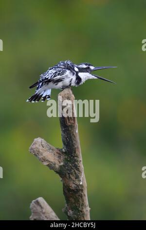 Ein männlicher Eisvögel (Ceryle rudis) in Gambia, Westafrika Stockfoto