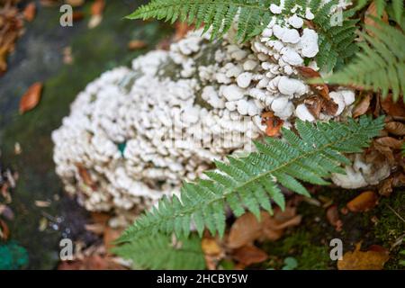 Weiße, nicht essbare Pilze auf einem Baum und neben einem Farnblatt Stockfoto