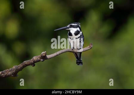 Ein männlicher Eisvögel (Ceryle rudis) in Gambia, Westafrika Stockfoto