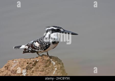 Eine Erwachsene weibliche Riedeisfischer (Ceryle rudis) in Goa, Indien Stockfoto