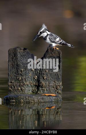 Eine weibliche Eiskönigin (Ceryle rudis) in Gambia, Westafrika Stockfoto