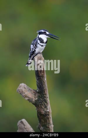 Ein männlicher Eisvögel (Ceryle rudis) in Gambia, Westafrika Stockfoto