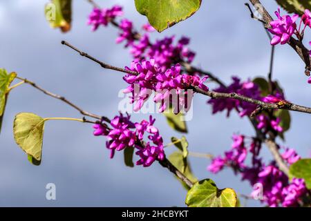 Rosafarbene Blüten eines blühenden Judas-Baumes am Himmel. Selektiver Fokus. Stockfoto