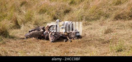 Rüppells Geier, Gyps rueppelli, ernähren sich von der Kadaver eines blauen Gnus. Stockfoto