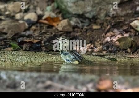 schöne Raddes Laubsänger (Phylloscopus Schawarzi) in Thai Wald Stockfoto