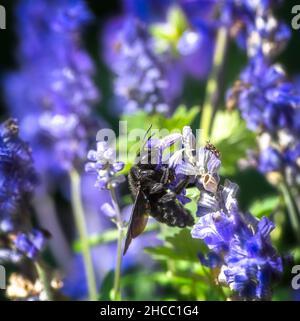 Makro einer violetten Zimmermannbiene (Xylocopa violacea), die Nektar auf einer Salbeiblume sammelt Stockfoto