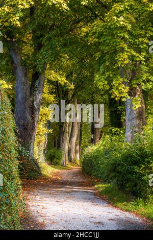 Herbstliche Landschaft mit einer schattigen Gasse und einem Gehweg Stockfoto