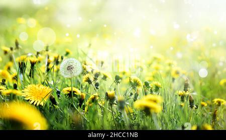Ein Feld von gelben Dandelionen auf einer Wiese mit Sonnenlicht Stockfoto