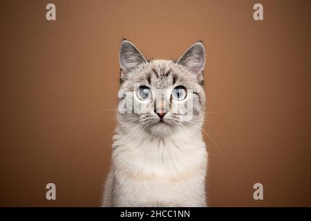 Schönes cremebeige gestromtes Katzenportrait mit Blick auf die Kamera auf braunem Hintergrund Stockfoto