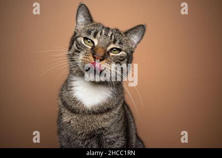 Hungrige tabby weiße Katze Blick auf Kamera leckt Lippen Porträt auf braunem Hintergrund mit Kopierraum Stockfoto