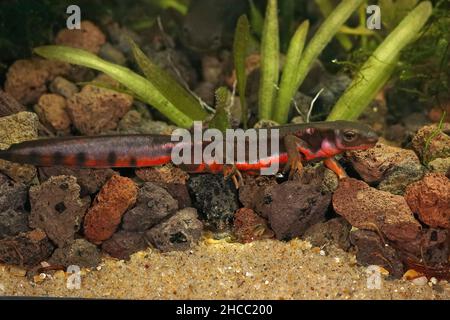 Nahaufnahme eines farbenfrohen, aquatischen, männlichen japanischen feuerbelauchten Molchens, Cynops-Pyrrhogaster in Zuchtfarben, unter Wasser Stockfoto