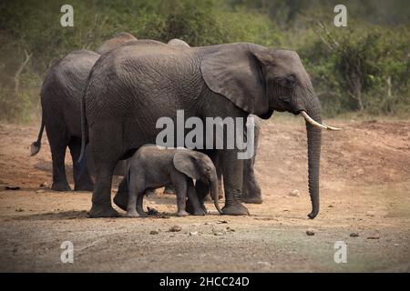 Elefant mit seinem Baby in Uganda Stockfoto