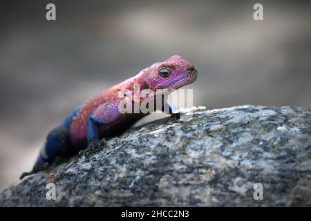 Makroaufnahme einer Mwanza-Flachkopf-Rock-Agama-Eidechse in Tansania Stockfoto