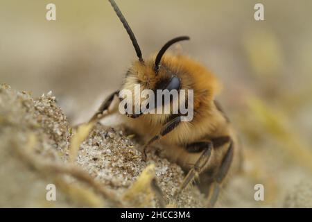 Frontale Nahaufnahme einer männlichen Frühlingbiene, Colletes cunicularius auf Sand Stockfoto