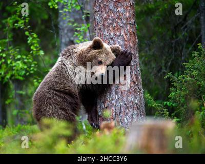 Nahaufnahme von Grizzlybären, die sich bei Tageslicht in Finnland in einem Wald paaren Stockfoto