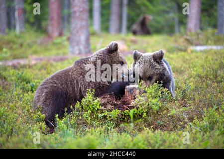 Nahaufnahme von Grizzlybären, die sich bei Tageslicht in Finnland in einem Wald paaren Stockfoto