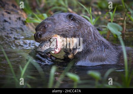 Nahaufnahme eines riesigen Fischotters, der in einem Teich im brasilianischen Pantanal Fische isst Stockfoto