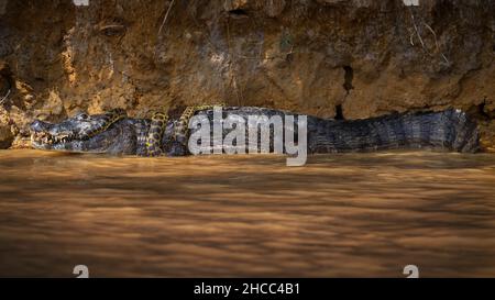 Nahaufnahme einer Anakonda-Schlange, die in einem Teich im brasilianischen Pantanal um einen Alligator gewickelt ist Stockfoto