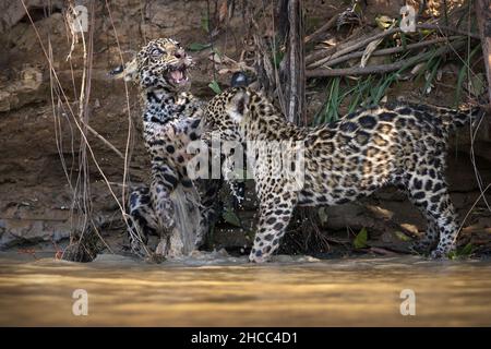 Schönes Foto von zwei Jaguar Jungen, die am Flussufer miteinander spielen Stockfoto