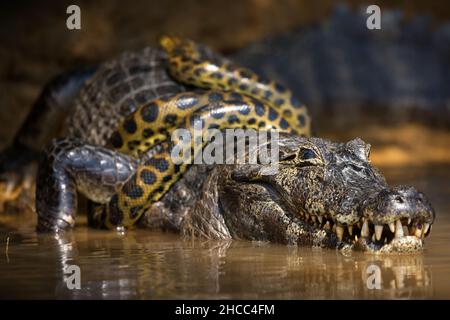 Schlange auf einem Alligator im Wasser im Pantanal, Brasilien Stockfoto