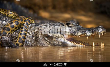 Schlange auf einem Alligator im Wasser im Pantanal, Brasilien Stockfoto