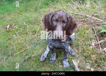 Welpen auf einem Spaziergang im Wald Stockfoto