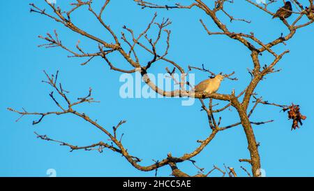 Taube, die an einem warmen Herbsttag im Baum ruht Stockfoto