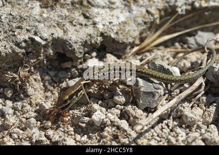 Nahaufnahme einer subadulten Mauereidechse, Podarcis muralis, die eine Spinne frisst Stockfoto